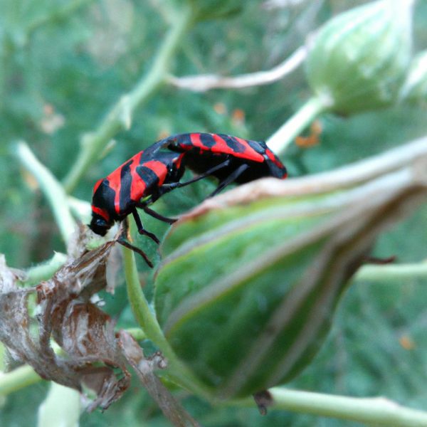 Ruyada Bocekler Gormek