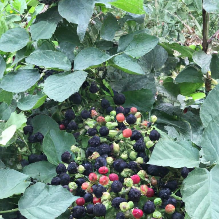 Ruyada Bogurtlen Gormek