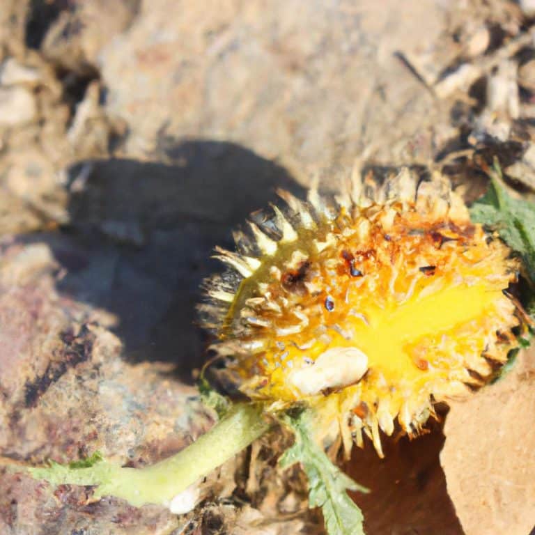 Ruyada Bombadan Kacmak