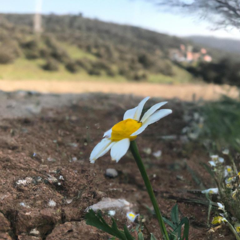 Ruyada Bos Oda Gormek