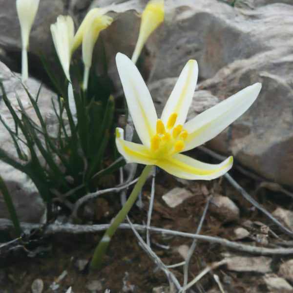 Ruyada Bosaldigini Gormek Gusul Gerektirir Mi