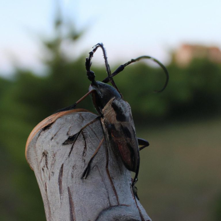 Ruyada Boynuzlu Koc Gormek