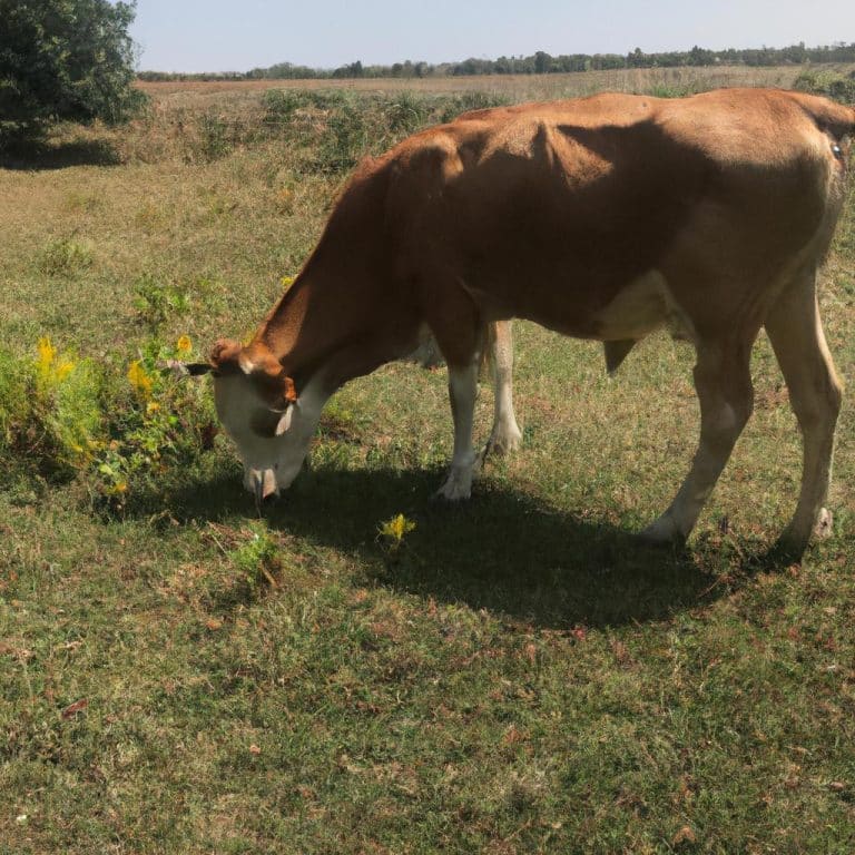 Ruyada Boz Ayi Gormek
