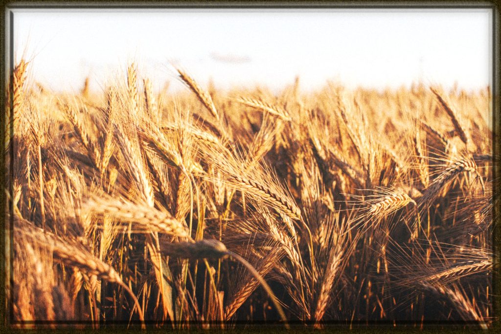 Rüyada Buğday Görmek