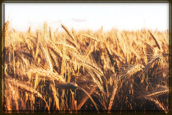 Rüyada Buğday Görmek