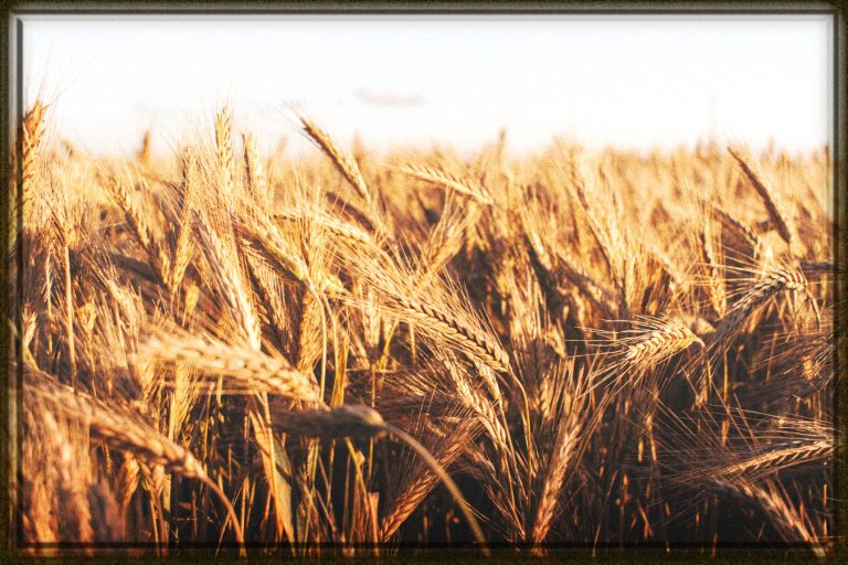 Rüyada Buğday Görmek