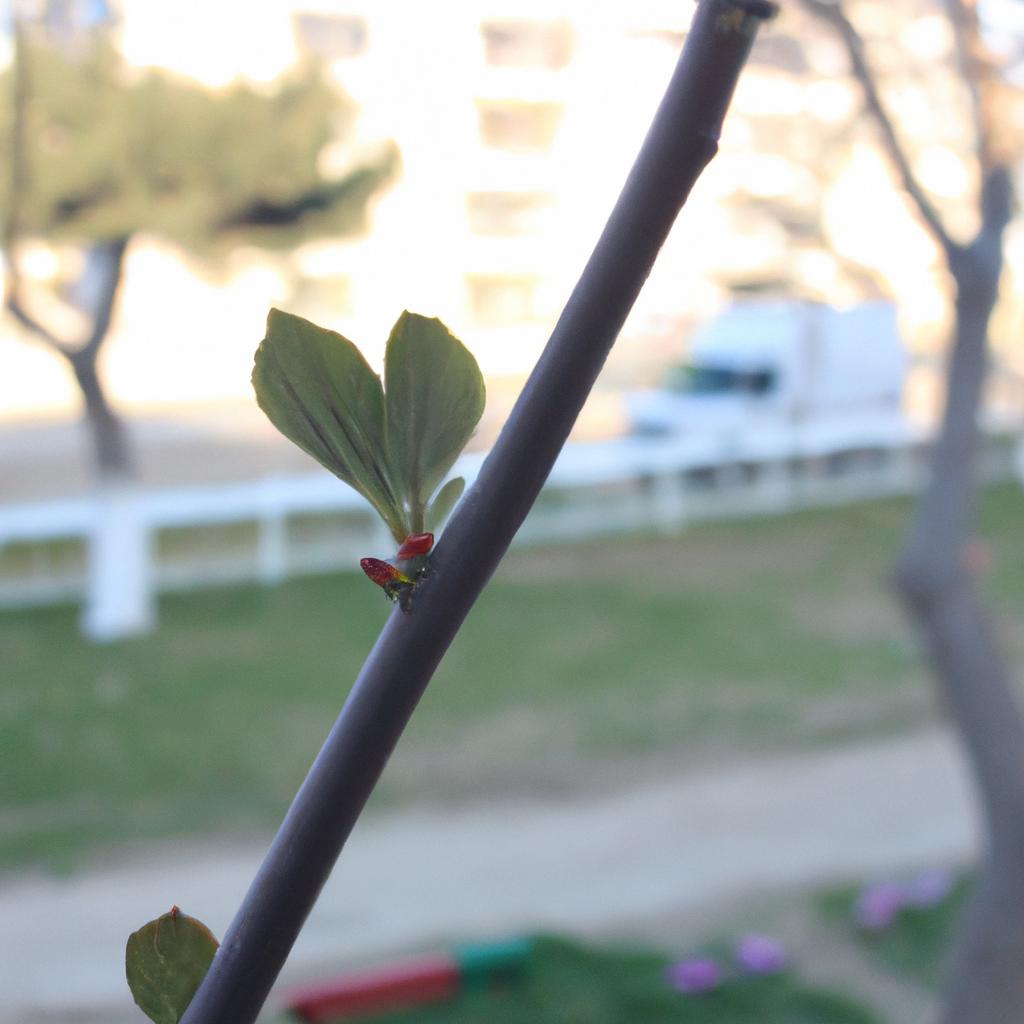 Ruyada Bugday Gormek Ne Demek