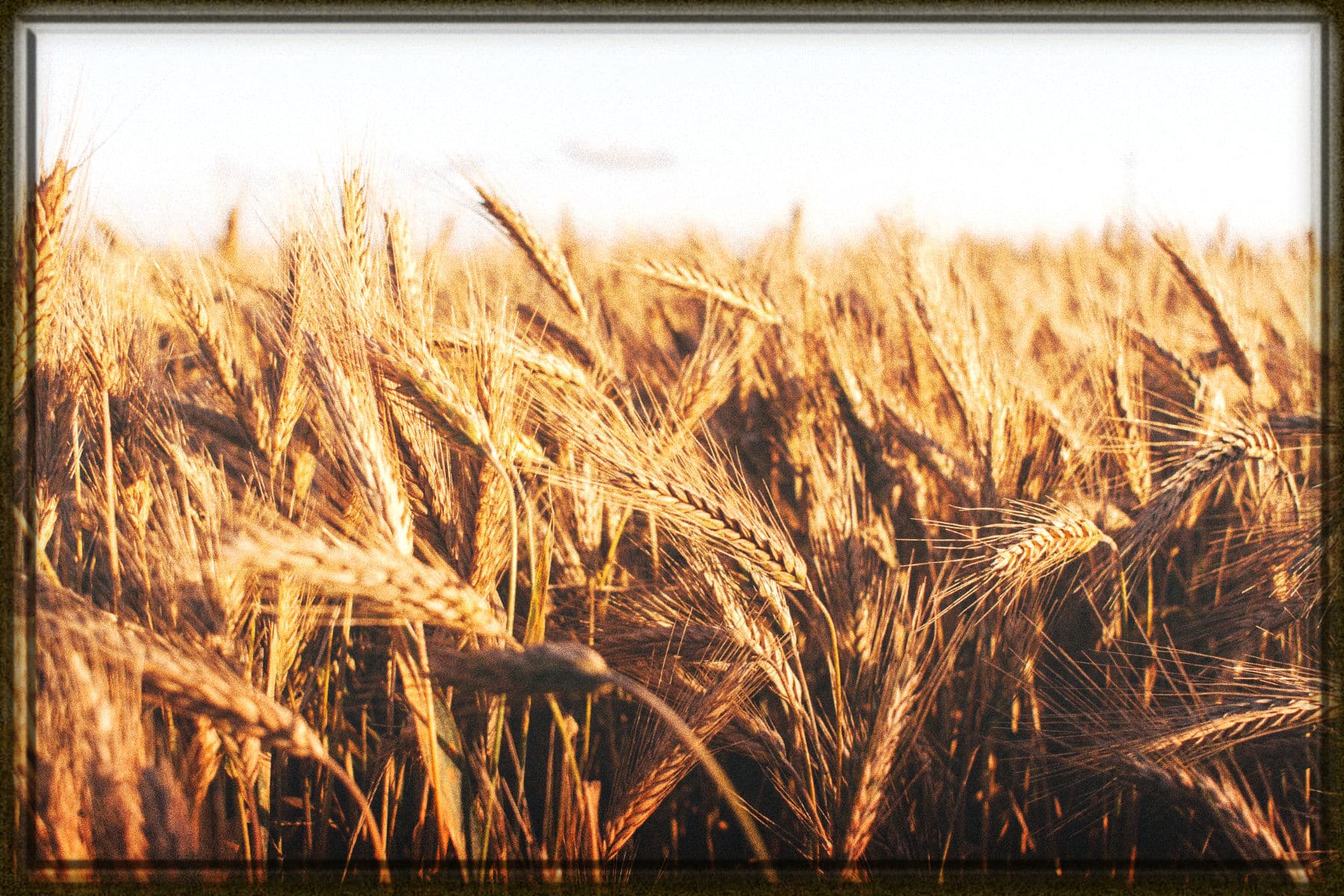 Rüyada Buğday Görmek