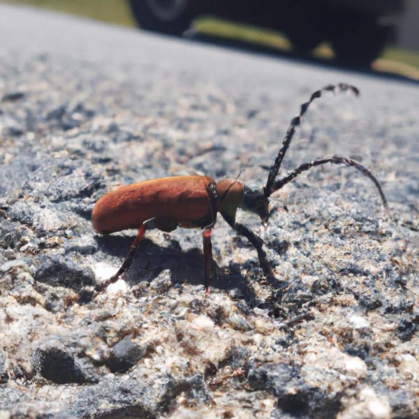 Ruyada Bugday Yigini Gormek