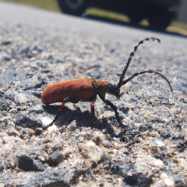 Ruyada Bugday Yigini Gormek
