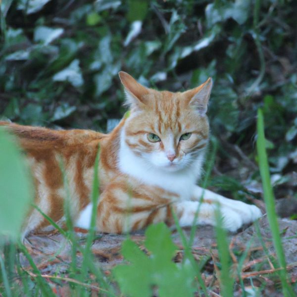 Ruyada Bumbar Gormek