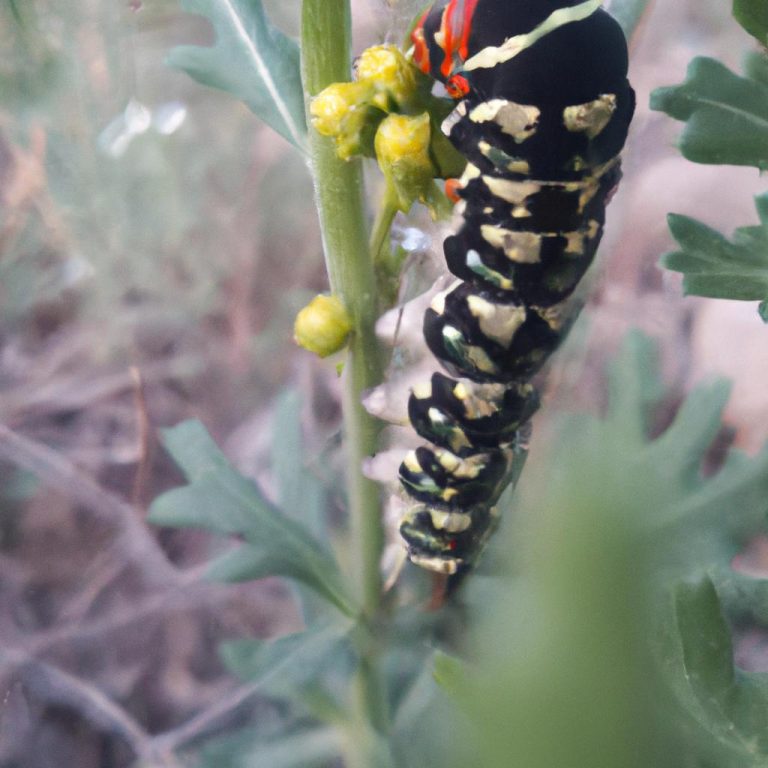 Ruyada Burnunu Yaptirmak