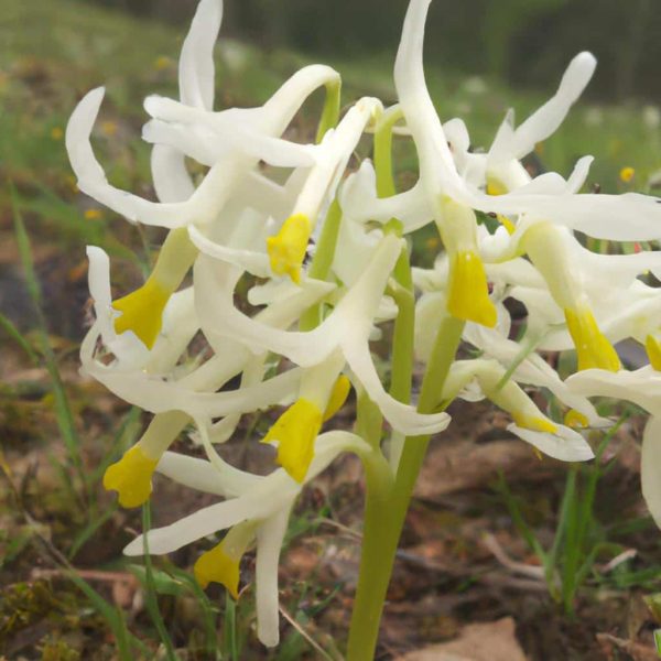 Ruyada Burnunun Kanadigini Gormek