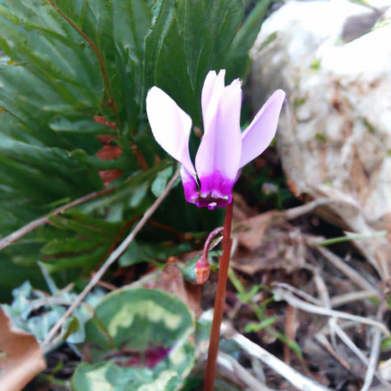 Ruyada Buyucu Gormek