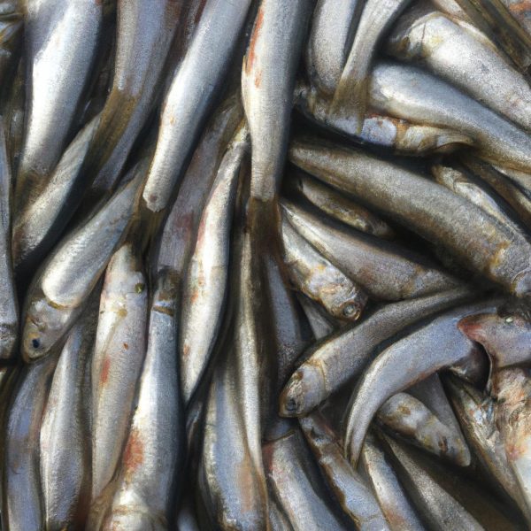 Ruyada Buyuk Balik Yakalamak