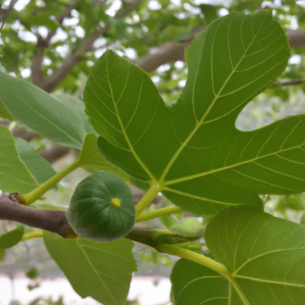 Ruyada Buyuk Gemi Gormek