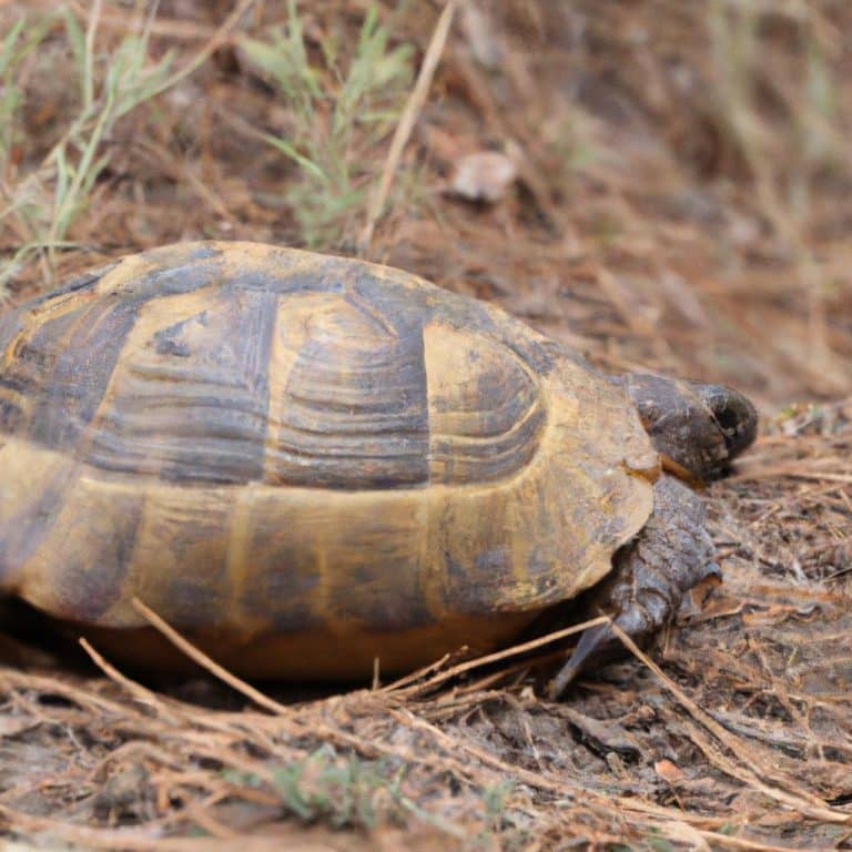 Ruyada Buyuk Kaplumbaga Gormek