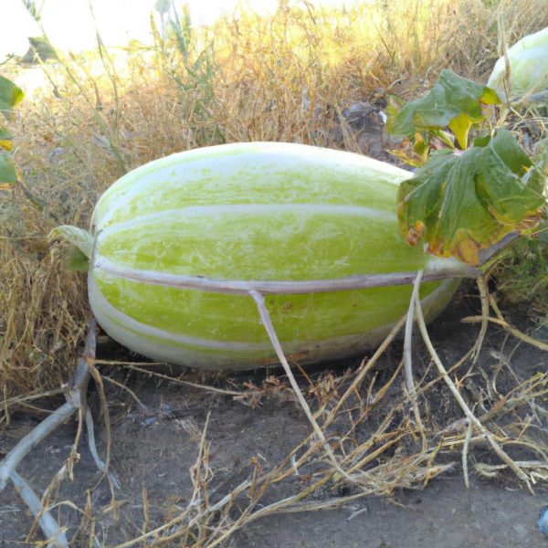 Ruyada Buyuk Karpuz Gormek