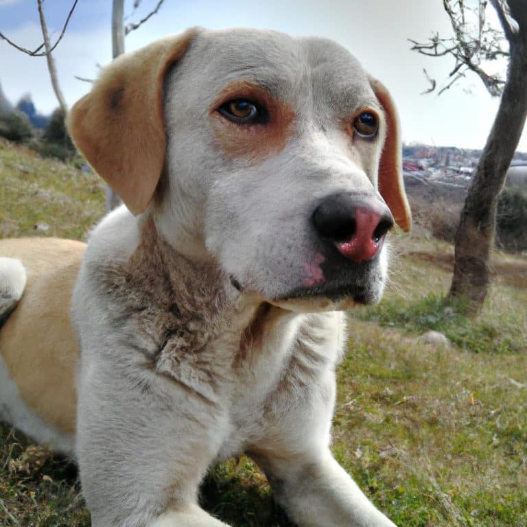 Ruyada Buyuk Kopek Gormek