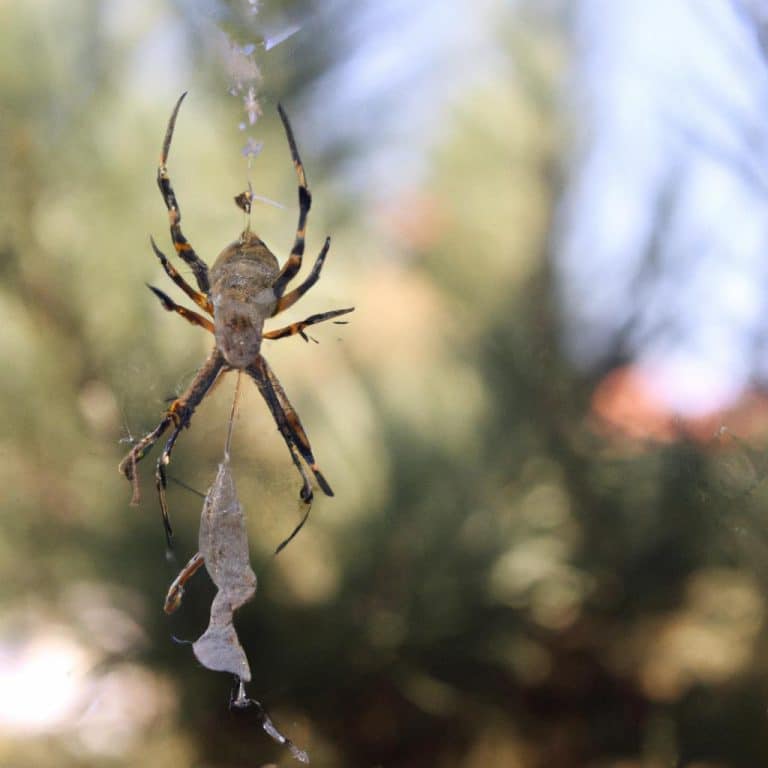 Ruyada Buyuk Orumcek Gormek