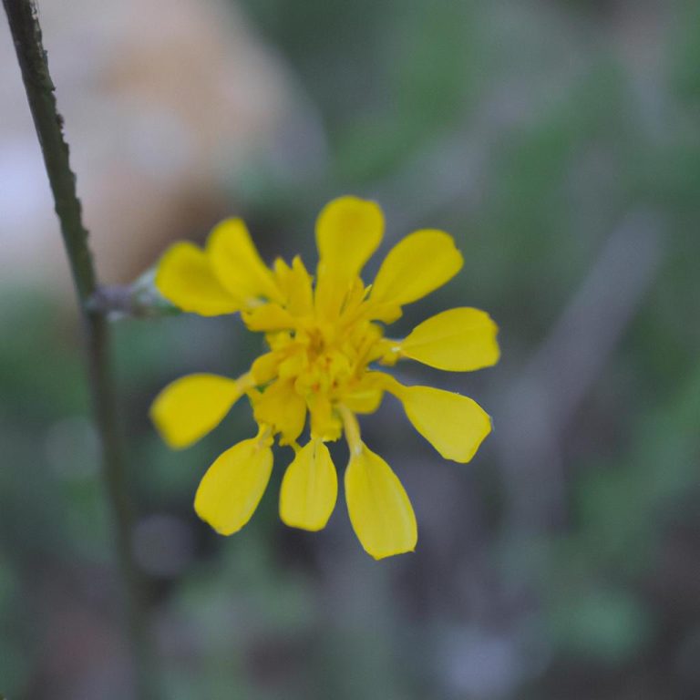 Ruyada Buyuk Sari Yilan Gormek