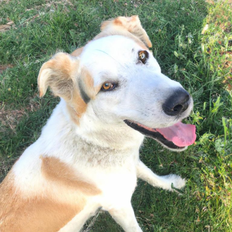 Ruyada Buyuk Siyah Kopek Gormek