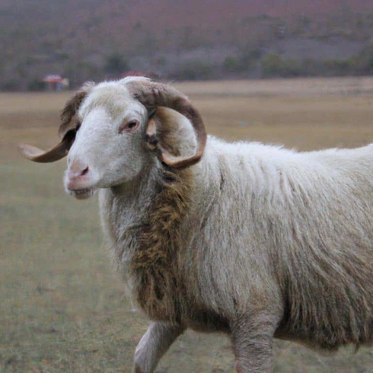 Ruyada Buyukbas Kurbanlik Gormek