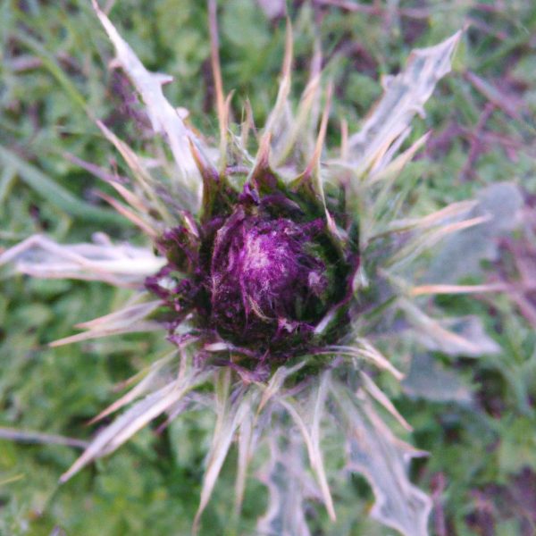 Ruyada Canli Cicek Gormek