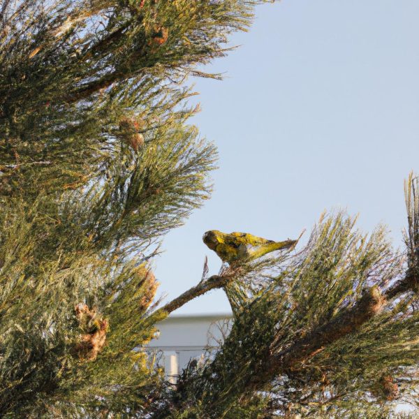 Ruyada Cardin Gormek