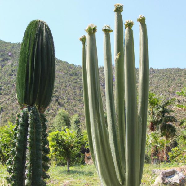 Ruyada Cardon Gormek