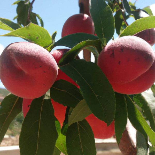 Ruyada Cesit Cesit Meyve Gormek