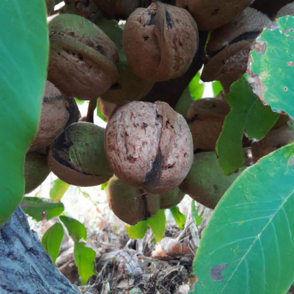 Ruyada Ceviz Ici Gormek