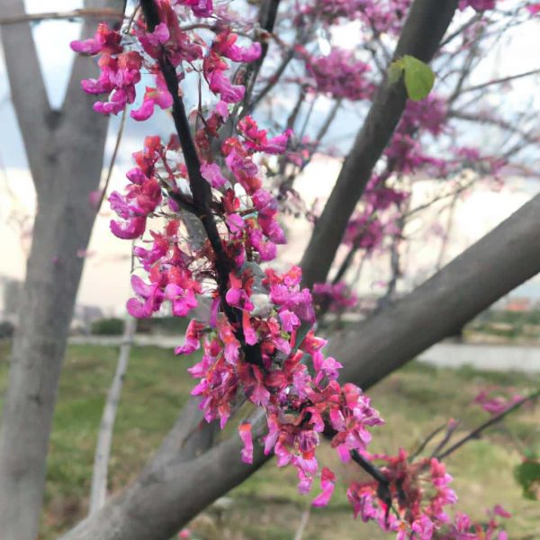 Ruyada Cicek Acmis Agac Gormek