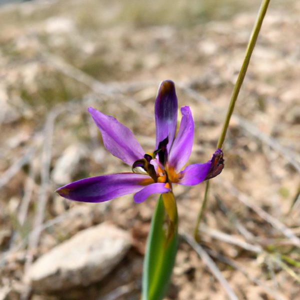 Ruyada Cicek Gormek Ne Demek