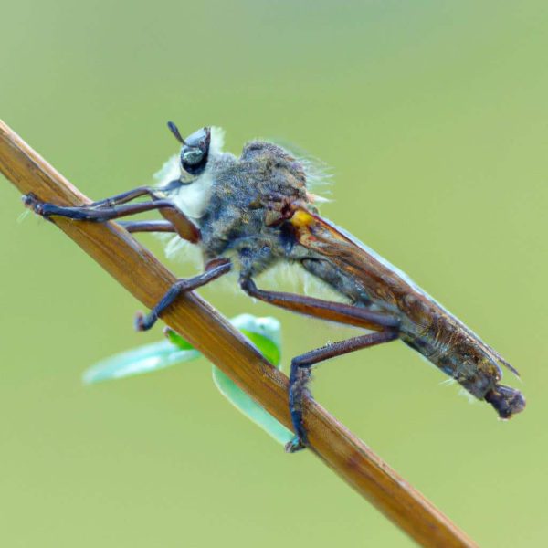 Ruyada Ciger Pisirmek