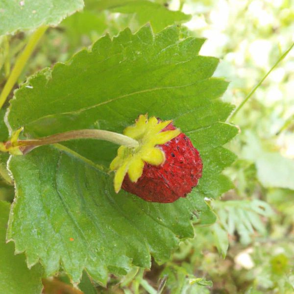 Ruyada Cilek Toplamak