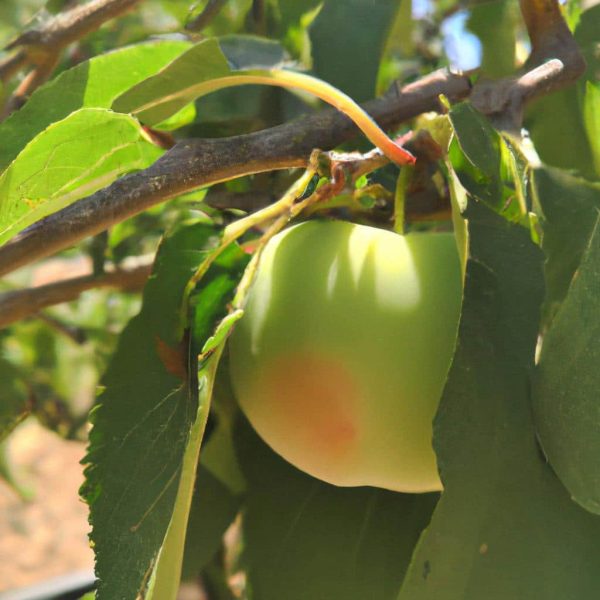 Ruyada Ciplak Gormek Ne Demek