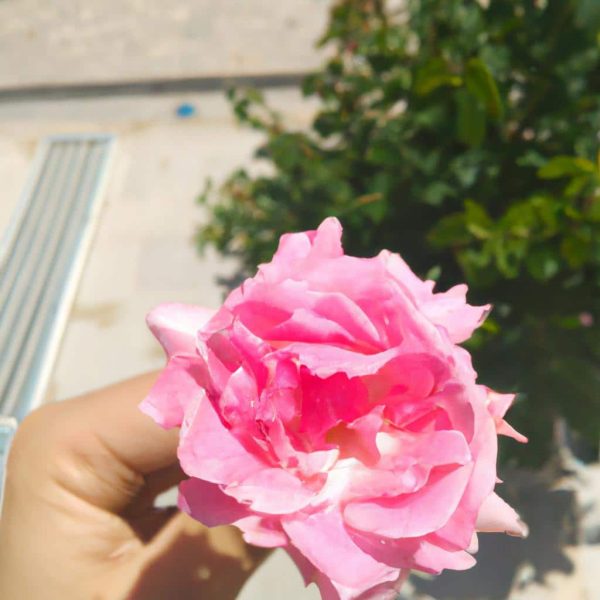 Ruyada Cis Yaptigini Gormek