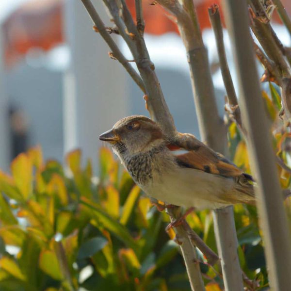 Ruyada Civciv Gormek Ne Anlama Gelir