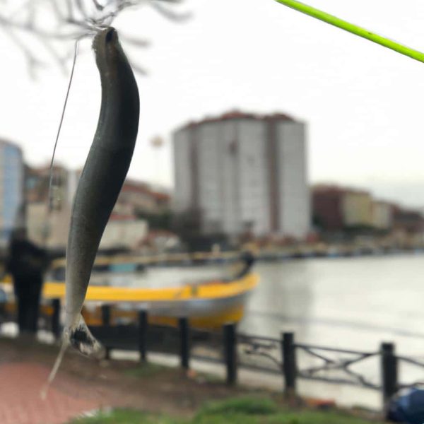 Ruyada Cok Sayida Balik Gormek