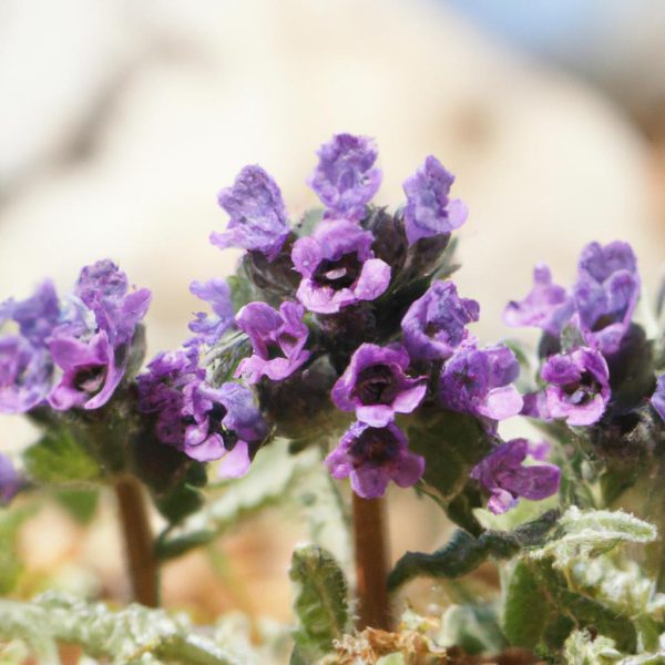 Ruyada Deprem Gormek Nedir