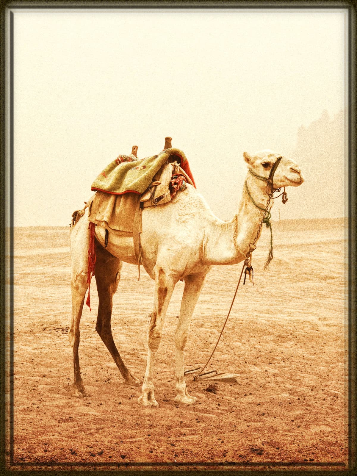 Rüyada Deve Görmek