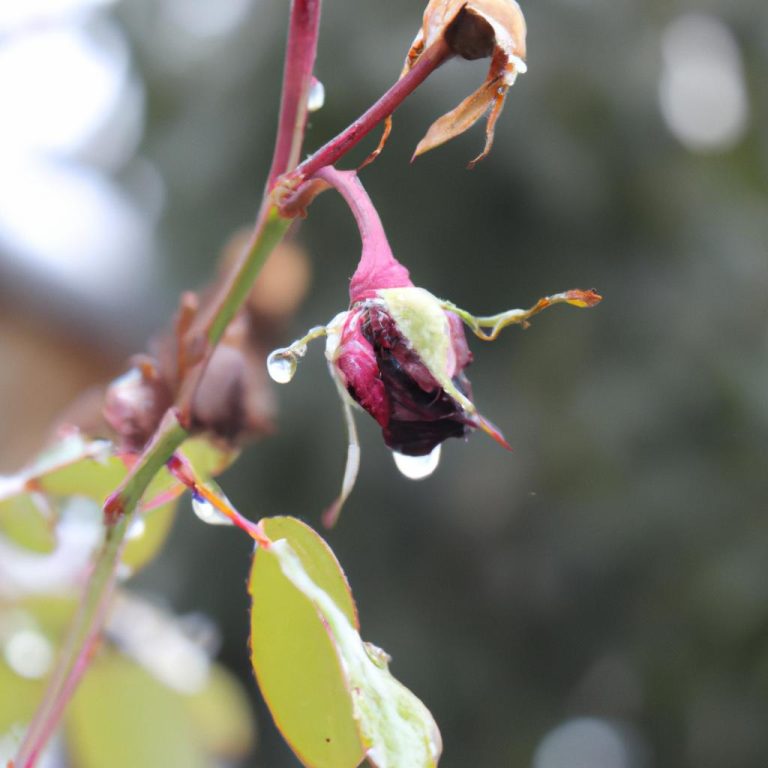 Ruyada Dis Cekmek Ne Anlama Gelir