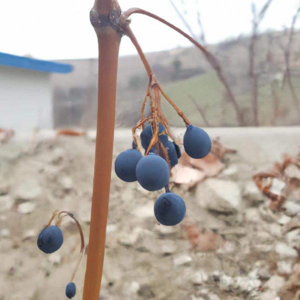 Ruyada Dis Kirilmasi Ne Anlama Gelir