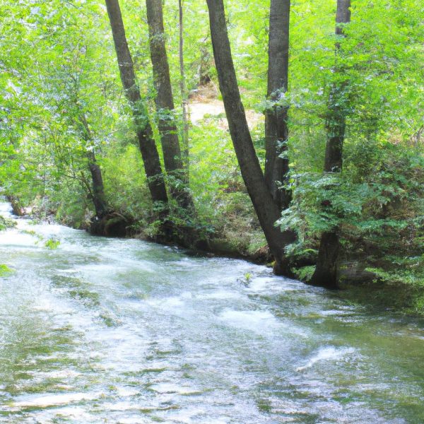 Ruyada Disini Cekmek