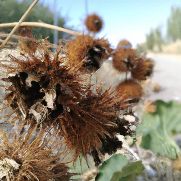 Ruyada Disinin Cikmasi