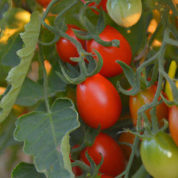 Ruyada Domates Dogradigini Gormek