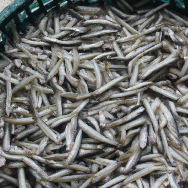 Ruyada Donmus Balik Gormek