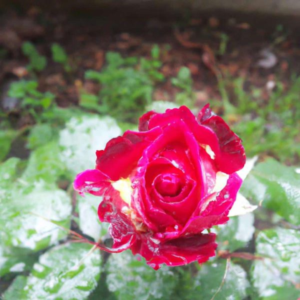 Ruyada Dovuldugunu Gormek