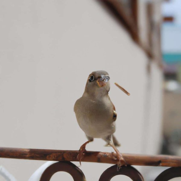 Ruyada Duduklu Tencere Gormek